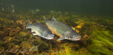 Photo: Dan Bach Kristensen/Shutterstock.com