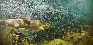 shutterstock 89063122 browntrout El Choclo