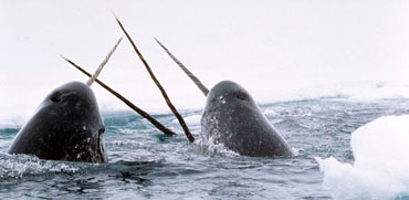 Narwhals breach wikimedia National Institute of Standards and Technology