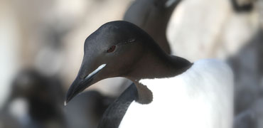 Murre. Photo: Morten Ekker