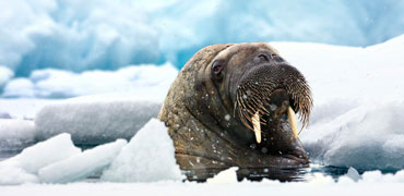 ilovegreenland flicr creativecommons