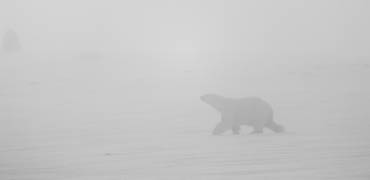 shutterstock 53462959 WildArctic Pictures
