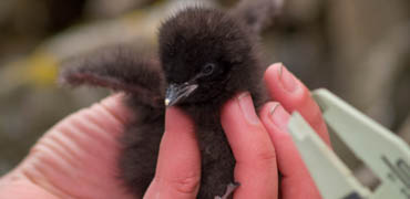 shutterstock 83193994 Bjorn Stefanson LittleAuk