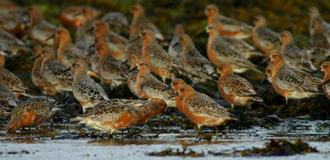 Ekker redknot
