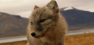 Photo: mevert/Shutterstock.com